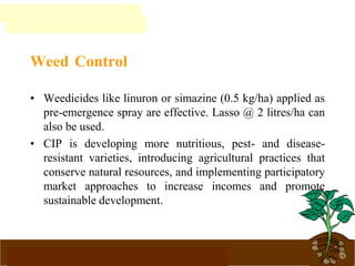 www.potatoesforschools.org.uk
Weed Control
• Weedicides like linuron or simazine (0.5 kg/ha) applied as
pre-emergence spray are effective. Lasso @ 2 litres/ha can
also be used.
• CIP is developing more nutritious, pest- and disease-
resistant varieties, introducing agricultural practices that
conserve natural resources, and implementing participatory
market approaches to increase incomes and promote
sustainable development.
 