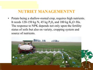 www.potatoesforschools.org.uk
NUTRIET MANAGEMENTNT
• Potato being a shallow-rooted crop, requires high nutrients.
It needs 120-150 kg N, 45 kg P205 and 100 kg K2O /Ha.
The response to NPK depends not only upon the fertility
status of soils but also on variety, cropping system and
source of nutrients.
 