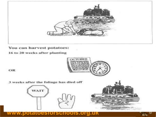 www.potatoesforschools.org.uk
 