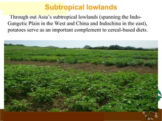 www.potatoesforschools.org.uk
Through out Asia’s subtropical lowlands (spanning the Indo-
Gangetic Plain in the West and China and Indochina in the east),
potatoes serve as an important complement to cereal-based diets.
Subtropical lowlands
 