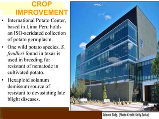 www.potatoesforschools.org.uk
• International Potato Center,
based in Lima Peru holds
an ISO-acridated collection
of potato germplasm.
• One wild potato species, S.
fendleri found in texas is
used in breeding for
resistant of nematode in
cultivated potato.
• Hexaploid solanum
demissum source of
resistant to devastating late
blight diseases.
CROP
IMPROVEMENT
 