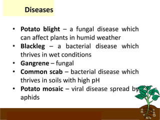www.potatoesforschools.org.uk
• Potato blight – a fungal disease which
can affect plants in humid weather
• Blackleg – a bacterial disease which
thrives in wet conditions
• Gangrene – fungal
• Common scab – bacterial disease which
thrives in soils with high pH
• Potato mosaic – viral disease spread by
aphids
Diseases
 