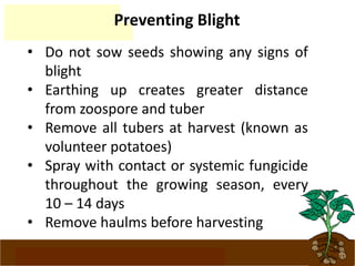 www.potatoesforschools.org.uk
Preventing Blight
• Do not sow seeds showing any signs of
blight
• Earthing up creates greater distance
from zoospore and tuber
• Remove all tubers at harvest (known as
volunteer potatoes)
• Spray with contact or systemic fungicide
throughout the growing season, every
10 – 14 days
• Remove haulms before harvesting
 