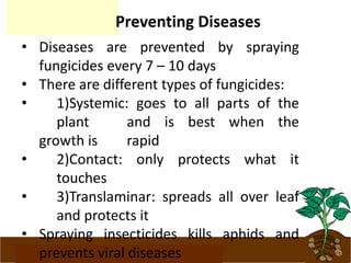 www.potatoesforschools.org.uk
Preventing Diseases
• Diseases are prevented by spraying
fungicides every 7 – 10 days
• There are different types of fungicides:
• 1)Systemic: goes to all parts of the
plant and is best when the
growth is rapid
• 2)Contact: only protects what it
touches
• 3)Translaminar: spreads all over leaf
and protects it
• Spraying insecticides kills aphids and
prevents viral diseases
 