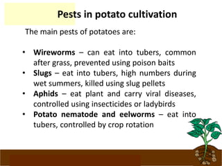 www.potatoesforschools.org.uk
Pests in potato cultivation
The main pests of potatoes are:
• Wireworms – can eat into tubers, common
after grass, prevented using poison baits
• Slugs – eat into tubers, high numbers during
wet summers, killed using slug pellets
• Aphids – eat plant and carry viral diseases,
controlled using insecticides or ladybirds
• Potato nematode and eelworms – eat into
tubers, controlled by crop rotation
 