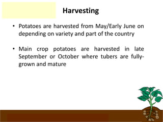 www.potatoesforschools.org.uk
Harvesting
• Potatoes are harvested from May/Early June on
depending on variety and part of the country
• Main crop potatoes are harvested in late
September or October where tubers are fully-
grown and mature
 