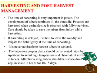 www.potatoesforschools.org.uk
• The time of harvesting is very important in potato. The
development of tubers continues till the vines die. Potatoes are
harvested when desirable size is obtained with fully ripe vines.
Care should be taken to save the tubers from injury while
harvesting.
• If harvesting is delayed, it is best to leave the soil dry and
irrigate the field lightly at the time of harvesting.
• It is never advisable to harvest tubers in wetland.
• The late-sown crop in plains should be harvested latest by
April-end to avoid high temperature and charcoal rot infection
in tubers. After harvesting, tubers should be surface dried and
kept in shade in heaps for 10-15 days.
HARVESTING AND POST-HARVEST
MANAGEMENT
 