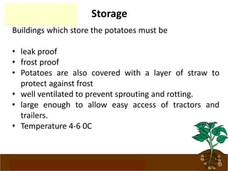 www.potatoesforschools.org.uk
Storage
Buildings which store the potatoes must be
• leak proof
• frost proof
• Potatoes are also covered with a layer of straw to
protect against frost
• well ventilated to prevent sprouting and rotting.
• large enough to allow easy access of tractors and
trailers.
• Temperature 4-6 0C
 