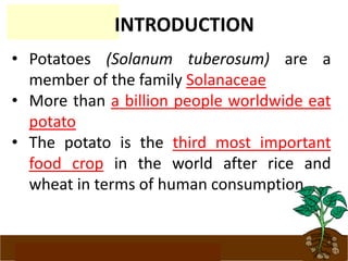 www.potatoesforschools.org.uk
INTRODUCTION
• Potatoes (Solanum tuberosum) are a
member of the family Solanaceae
• More than a billion people worldwide eat
potato
• The potato is the third most important
food crop in the world after rice and
wheat in terms of human consumption
 