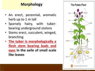 www.potatoesforschools.org.uk
Morphology
• An erect, perennial, aromatic
herb up to 1 m tall
• Sparsely hairy, with tuber-
bearing underground stolons
• Stems erect, succulent, winged,
branching
• The tuber is morphologically a
flesh stem bearing buds and
eyes in the axile of small scale
like leaves
 