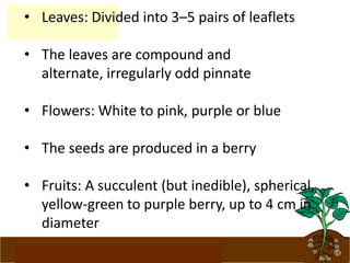 www.potatoesforschools.org.uk
• Leaves: Divided into 3–5 pairs of leaflets
• The leaves are compound and
alternate, irregularly odd pinnate
• Flowers: White to pink, purple or blue
• The seeds are produced in a berry
• Fruits: A succulent (but inedible), spherical,
yellow-green to purple berry, up to 4 cm in
diameter
 