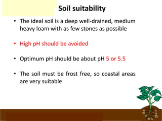 www.potatoesforschools.org.uk
Soil suitability
• The ideal soil is a deep well-drained, medium
heavy loam with as few stones as possible
• High pH should be avoided
• Optimum pH should be about pH 5 or 5.5
• The soil must be frost free, so coastal areas
are very suitable
 