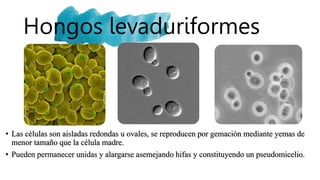 Hongos levaduriformes
• Las células son aisladas redondas u ovales, se reproducen por gemación mediante yemas de
menor tamaño que la célula madre.
• Pueden permanecer unidas y alargarse asemejando hifas y constituyendo un pseudomicelio.
 