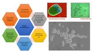 Hongos
levaduriformes
Unicelulares
(Ascomicota)
Se dividen tanto
sexual como
asexualmente
por gemación o
fisión
Habitan en
flores, frutos,
etc.
Existen especies
simbiontes y
patógenas
Importancia
alimentaria:
vino,cerveza,
alcohol
Son ovales,
esféricas o
cilíndricas
 