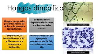 Hongos dimórficos
Hongos que pueden
presentar forma de
moho o de levadura
(dimorfismo).
Su forma suele
depender de factores
ambientales tales
como;
Temperatura, así
levaduriformes a 37°
y filamentosos a
temperatura
ambiente.
Otros factores son por
ejemplo la
concentración de CO2.
crecimiento en suero,
etc.
Blastomyces dermatitidis
Candida albicans
 