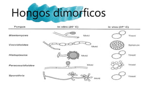Hongos dimorficos
 