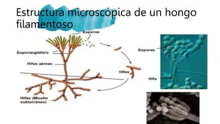 Estructura microscópica de un hongo
filamentoso
 