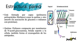 Estructura: pared
• Está formada por capas (polímeros
polisacáridos fibrilares) como la quitina y otro
amorfo (la asociación de glucanos o mánanos
con proteínas).
• Quitina: Polímero compuesto por monómeros
de N-acetil-glucosamina, brinda soporte a la
célula, también forma el exoesqueleto de los
artrópodos.
 