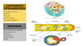 COMPONENTES
CITOPLASMÁTICOS
Microcuerpos (vesículas)
Ribosomas
Proteosomas
Partículas de lípidos
Una red del citoesqueleto
ORGANELOS
Núcleo (generalmente son haploides)
Retículo endoplásmico
Mitocondria
Aparato de Golgi
Vesículas secretoras
Vacuolas
 