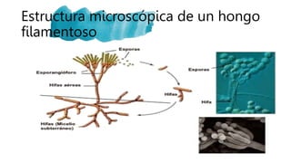 Estructura microscópica de un hongo
filamentoso
 