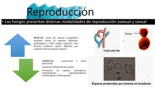 Reproducción
• Los hongos presentan diversas modalidades de reproducción asexual y sexual
SEXUAL: unión de núcleos compatibles
mediante fusión de gametos haploides,
gametangios o hifas (según especie)- estas
fusiones producen zigotos diploides que
mediante meiosis generan esporas
ASEXUAL: constricción y fisura
transversal
Gemación (formación de yemas)
Formación de esporas (artrosporas,
clamidosporas, esporangiosporas,
conidiosporas y blastosporas)
 