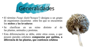 Generalidades
• El término Fungi (latín"hongos") designa a un grupo
de organismos eucariotas entre los que se encuentran
los mohos y las levaduras
• Se clasifican en un reino distinto al de
las plantas, animales y protistas.
• Esta diferenciación se debe, entre otras cosas, a que
poseen paredes celulares compuestas por quitina, a
diferencia de las plantas, que contienen celulosa
 