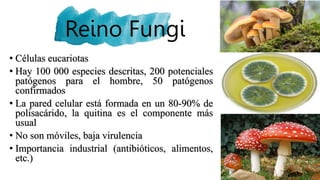 Reino Fungi
• Células eucariotas
• Hay 100 000 especies descritas, 200 potenciales
patógenos para el hombre, 50 patógenos
confirmados
• La pared celular está formada en un 80-90% de
polisacárido, la quitina es el componente más
usual
• No son móviles, baja virulencia
• Importancia industrial (antibióticos, alimentos,
etc.)
 