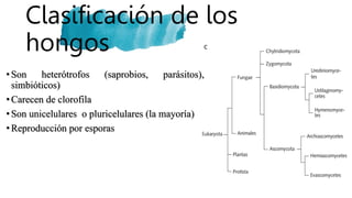 Clasificación de los
hongos
•Son heterótrofos (saprobios, parásitos),
simbióticos)
•Carecen de clorofila
•Son unicelulares o pluricelulares (la mayoría)
•Reproducción por esporas
 