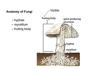 biodiversity_of_fungi.ppt