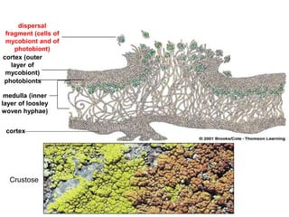 dispersal
fragment (cells of
mycobiont and of
photobiont)
cortex (outer
layer of
mycobiont)
photobionts
medulla (inner
layer of loosley
woven hyphae)
cortex
Crustose
 
