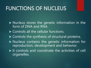 FUNCTIONS OF NUCLEUS
 Nucleus stores the genetic information in the
form of DNA and RNA.
 Controls all the cellular functions.
 Controls the synthesis of structural proteins.
 Nucleus contains the genetic information for
reproduction, development and behavior.
 It controls and coordinate the activities of cell
organelles.
 