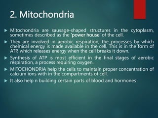 2. Mitochondria
 Mitochondria are sausage-shaped structures in the cytoplasm,
sometimes described as the 'power house' of the cell.
 They are involved in aerobic respiration, the processes by which
chemical energy is made available in the cell. This is in the form of
ATP, which releases energy when the cell breaks it down.
 Synthesis of ATP is most efficient in the final stages of aerobic
respiration, a process requiring oxygen.
 MITOCHONDRIA help the cells to maintain proper concentration of
calcium ions with in the compartments of cell.
 It also help n building certain parts of blood and hormones .
 