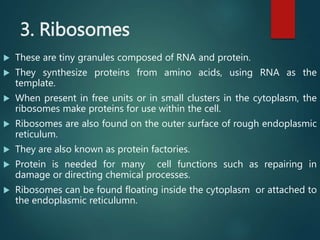 3. Ribosomes
 These are tiny granules composed of RNA and protein.
 They synthesize proteins from amino acids, using RNA as the
template.
 When present in free units or in small clusters in the cytoplasm, the
ribosomes make proteins for use within the cell.
 Ribosomes are also found on the outer surface of rough endoplasmic
reticulum.
 They are also known as protein factories.
 Protein is needed for many cell functions such as repairing in
damage or directing chemical processes.
 Ribosomes can be found floating inside the cytoplasm or attached to
the endoplasmic reticulumn.
 