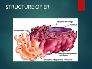 STRUCTURE OF ER
 