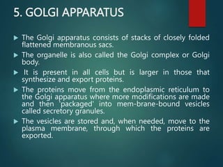 5. GOLGI APPARATUS
 The Golgi apparatus consists of stacks of closely folded
flattened membranous sacs.
 The organelle is also called the Golgi complex or Golgi
body.
 It is present in all cells but is larger in those that
synthesize and export proteins.
 The proteins move from the endoplasmic reticulum to
the Golgi apparatus where more modifications are made
and then 'packaged' into mem-brane-bound vesicles
called secretory granules.
 The vesicles are stored and, when needed, move to the
plasma membrane, through which the proteins are
exported.
 