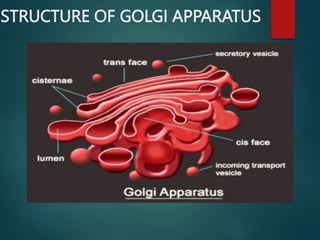 STRUCTURE OF GOLGI APPARATUS
 