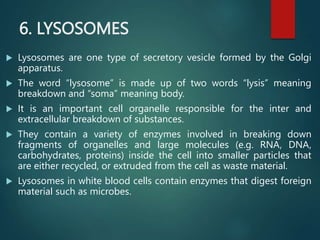 6. LYSOSOMES
 Lysosomes are one type of secretory vesicle formed by the Golgi
apparatus.
 The word “lysosome” is made up of two words “lysis” meaning
breakdown and “soma” meaning body.
 It is an important cell organelle responsible for the inter and
extracellular breakdown of substances.
 They contain a variety of enzymes involved in breaking down
fragments of organelles and large molecules (e.g. RNA, DNA,
carbohydrates, proteins) inside the cell into smaller particles that
are either recycled, or extruded from the cell as waste material.
 Lysosomes in white blood cells contain enzymes that digest foreign
material such as microbes.
 