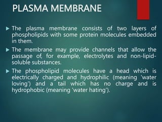 PLASMA MEMBRANE
 The plasma membrane consists of two layers of
phospholipids with some protein molecules embedded
in them.
 The membrane may provide channels that allow the
passage of, for example, electrolytes and non-lipid-
soluble substances.
 The phospholipid molecules have a head which is
electrically charged and hydrophilic (meaning 'water
loving') and a tail which has no charge and is
hydrophobic (meaning 'water hating').
 