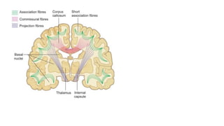 6.4.23 neuroanatomy.pdf
