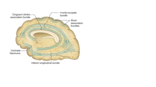 6.4.23 neuroanatomy.pdf