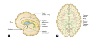6.4.23 neuroanatomy.pdf