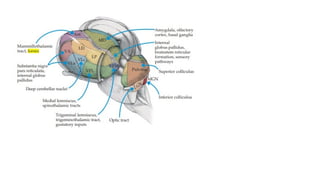 6.4.23 neuroanatomy.pdf