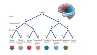 6.4.23 neuroanatomy.pdf