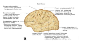 6.4.23 neuroanatomy.pdf