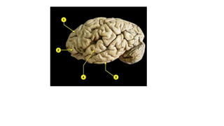 6.4.23 neuroanatomy.pdf