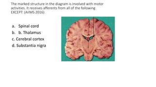 The marked structure in the diagram is involved with motor
activities. It receives afferents from all of the following
EXCEPT: (AIIMS 2016)
a. Spinal cord
b. b. Thalamus
c. Cerebral cortex
d. Substantia nigra
 