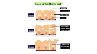 6.4.23 neuroanatomy.pdf