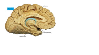6.4.23 neuroanatomy.pdf