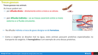 6.2 - 2 Trocas gasosas - animais.pptx