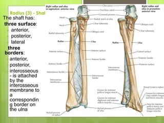 Radius (3) - Shaft
The shaft has:
three surface:
 anterior,
 posterior,
 lateral
three
borders:
anterior,
posterior,
interosseous
- is attached
by the
interosseous
membrane to
a
correspondin
g border on
the ulna
 